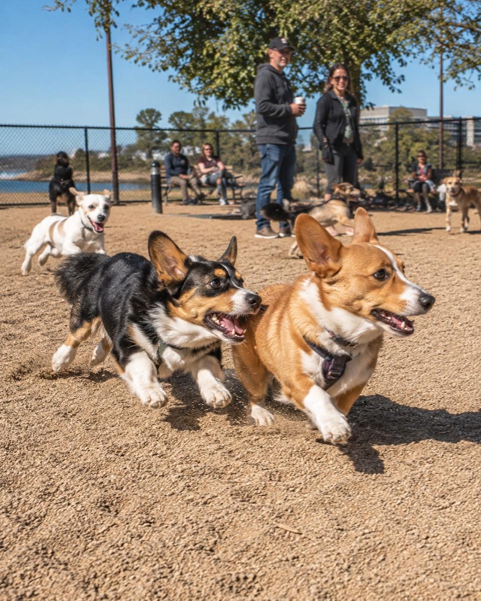 Truitt Bark Park