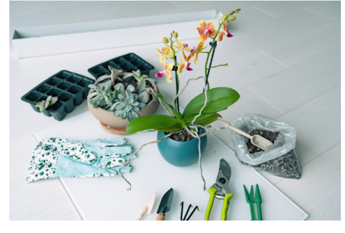 Orchid Repotting Workshop