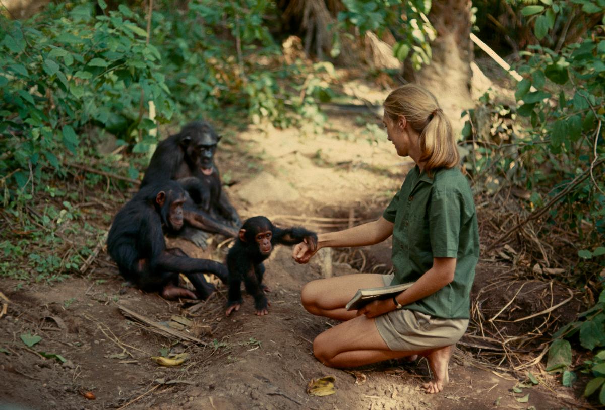 ENLIGHTENMENT Movie Night: In the Jungle with Jane Goodall